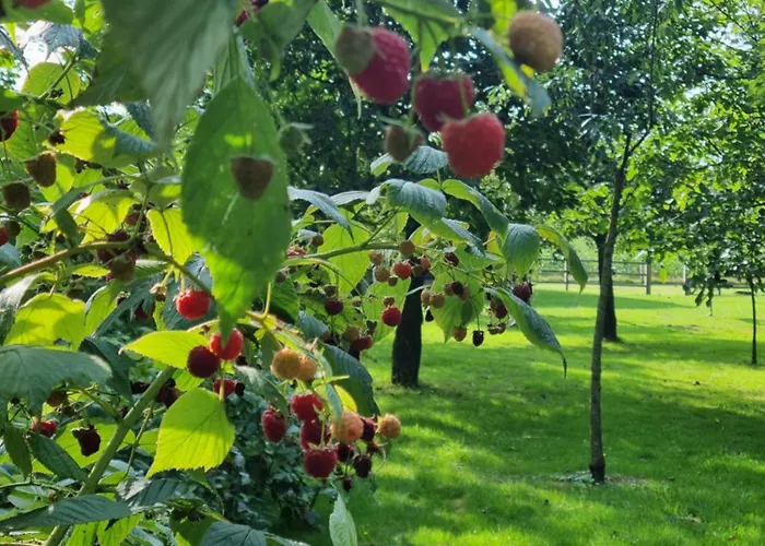 Doraki Bed & Breakfast Oldebroek